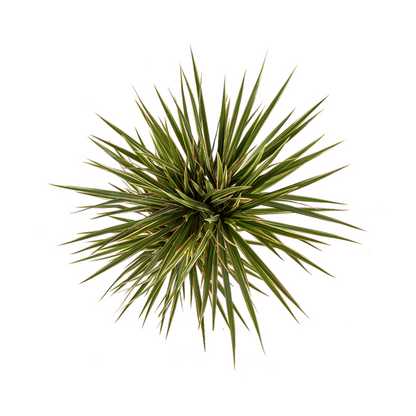 Dracaena Marginata Bicolor Ø17cm - ↕60cm