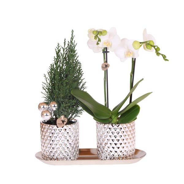 Kolibri Company | Plant Set Diamond Pearl Christmas Silver