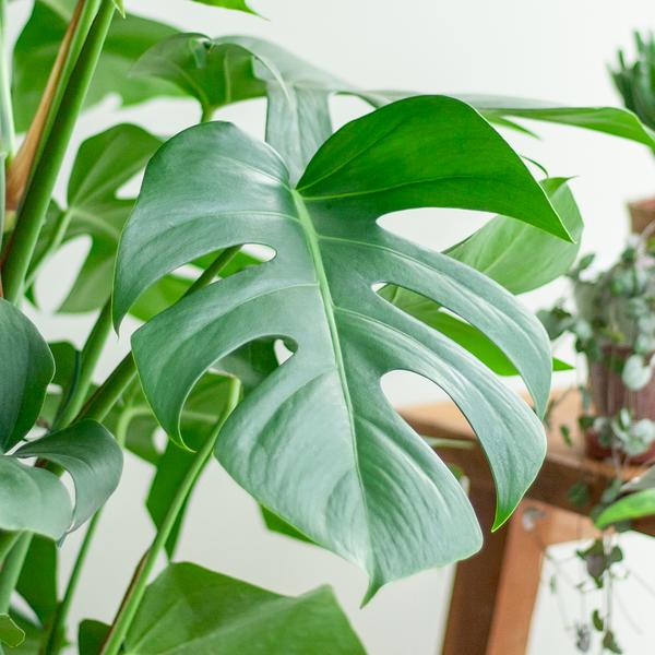 Monstera Deliciosa XL with Torun basket - 120cm - Ø24