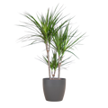 Dracaena Marginata with Grey Viber Pot - 95cm - Ø21