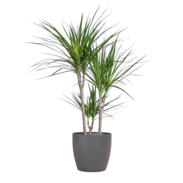 Dracaena Marginata with Grey Viber Pot - 95cm - Ø21