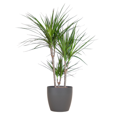 Dracaena Marginata with Grey Viber Pot - 95cm - Ø21