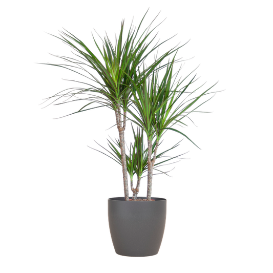 Dracaena Marginata with Grey Viber Pot - 95cm - Ø21