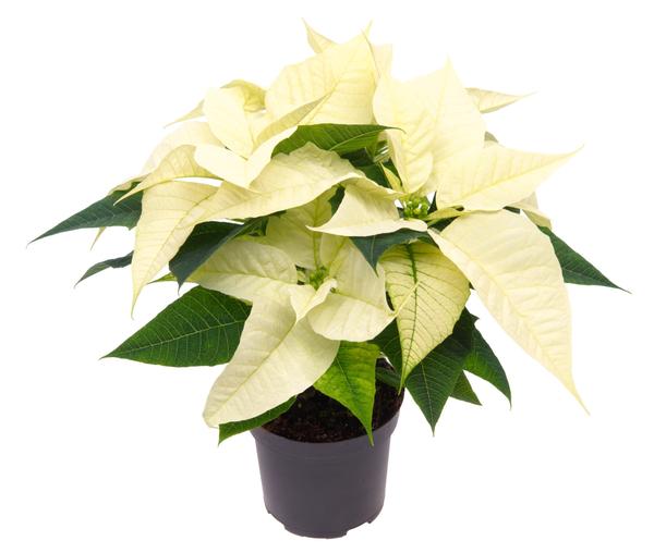 Poinsettia Alaska White - Ø10,5cm - ↕23cm