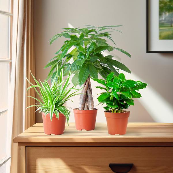 Pet-Friendly Plant Box (Mix)