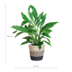 Spathiphyllum with Lisbon Black Basket - 80cm - Ø21