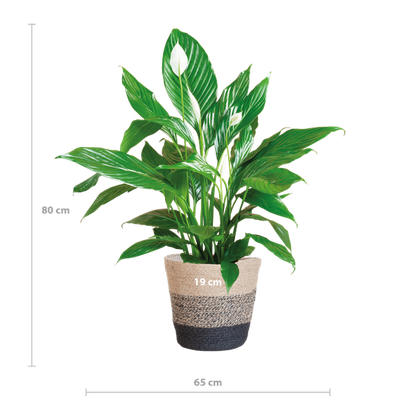 Spathiphyllum with Lisbon Black Basket - 80cm - Ø21