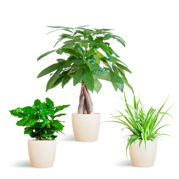 Pet-Friendly Plant Box - Small - with Viber White Pots - Ø12