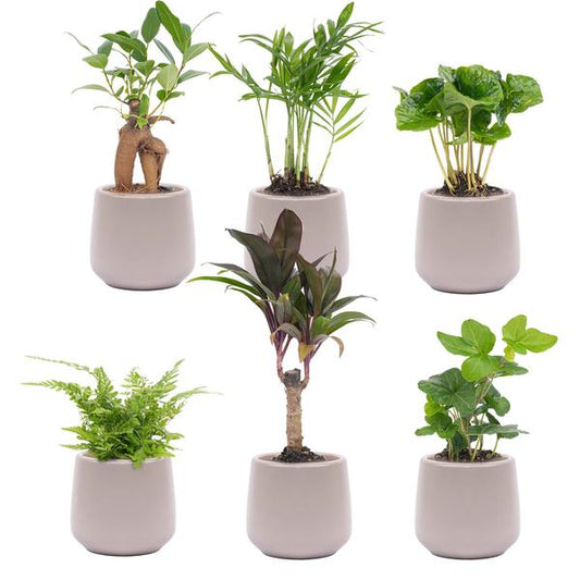 Mini Plant Set 6 - Including 6x Joey Pot Grey Matte