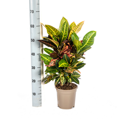 Codiaeum 'Croton' Petra Ø17cm - ↕50cm