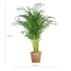 Areca Palm (Dypsis) XL with Torun Basket - 120cm - Ø24