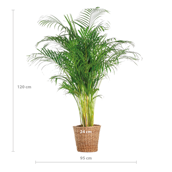 Areca Palm (Dypsis) XL with Torun Basket - 120cm - Ø24