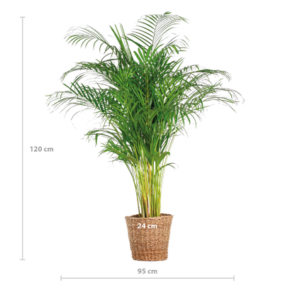 Areca Palm (Dypsis) XL with Torun Basket - 120cm - Ø24