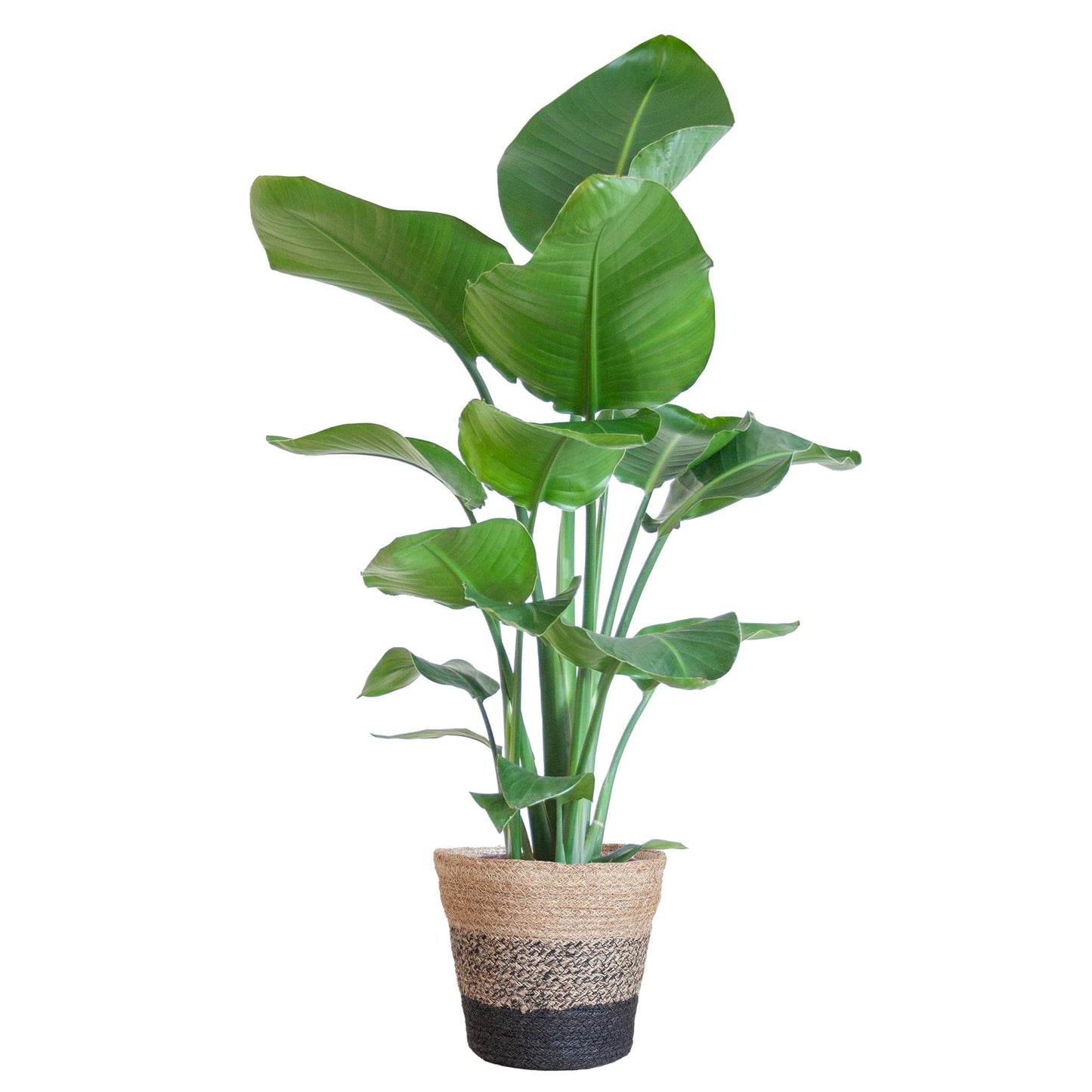 Strelitzia Nicolai med Lissabon kurv sort - 80cm - Ø19