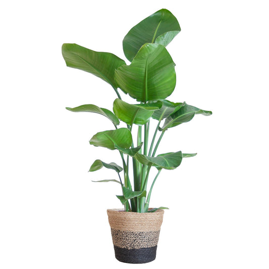 Strelitzia Nicolai med Lissabon kurv sort - 80cm - Ø19