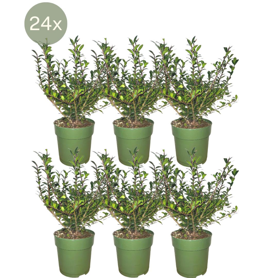 24 x Ilex crenata 'Jenny' ® - Ø12 cm - ↕20 cm