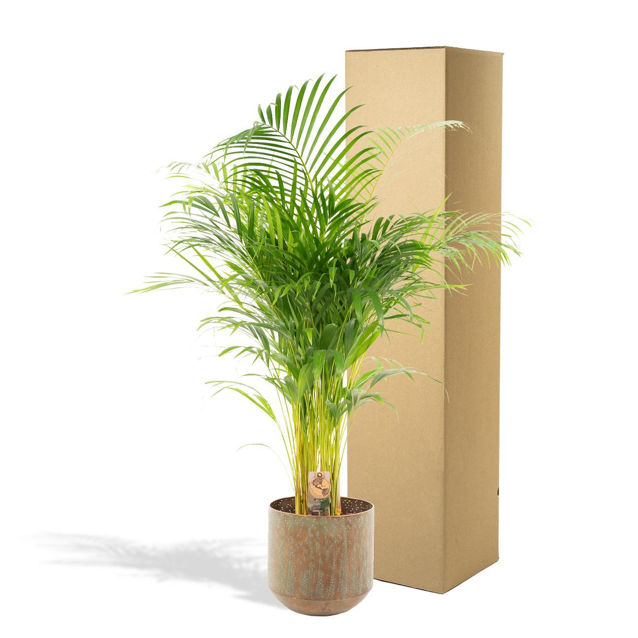 Areca palme med potte - ↨130cm - Ø24cm