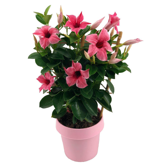 Mandevilla Sundaville Flamingo Pink On Rack (Dipladenia) - Ø14cm - ↕40cm