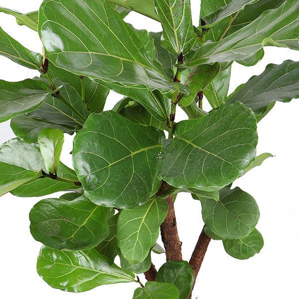 Ficus Lyrata (forgrenet) - Ø24cm - ↕110cm