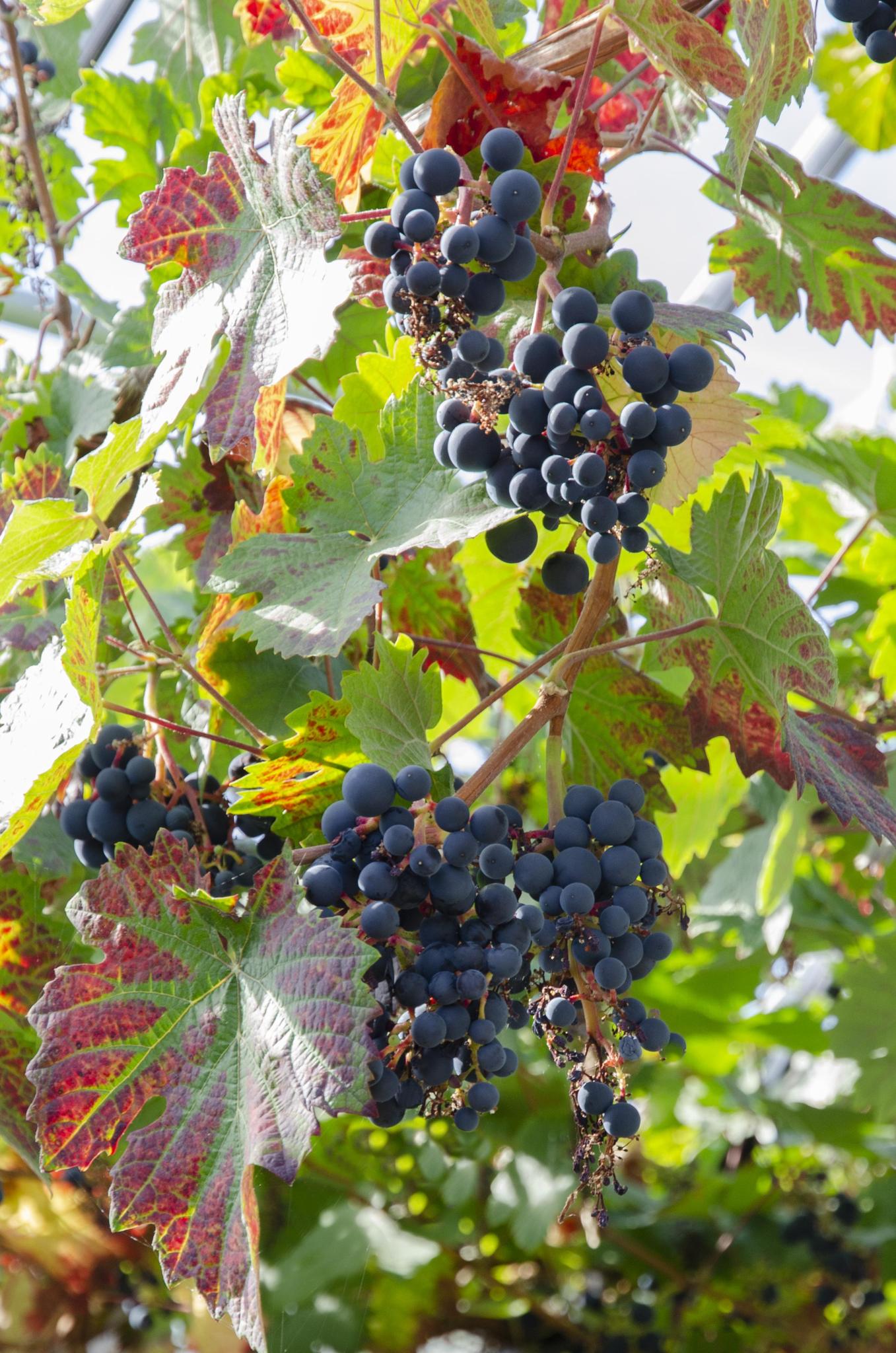 Vitis vinifera 'Boskoop Glory' - ↨45cm - Ø13