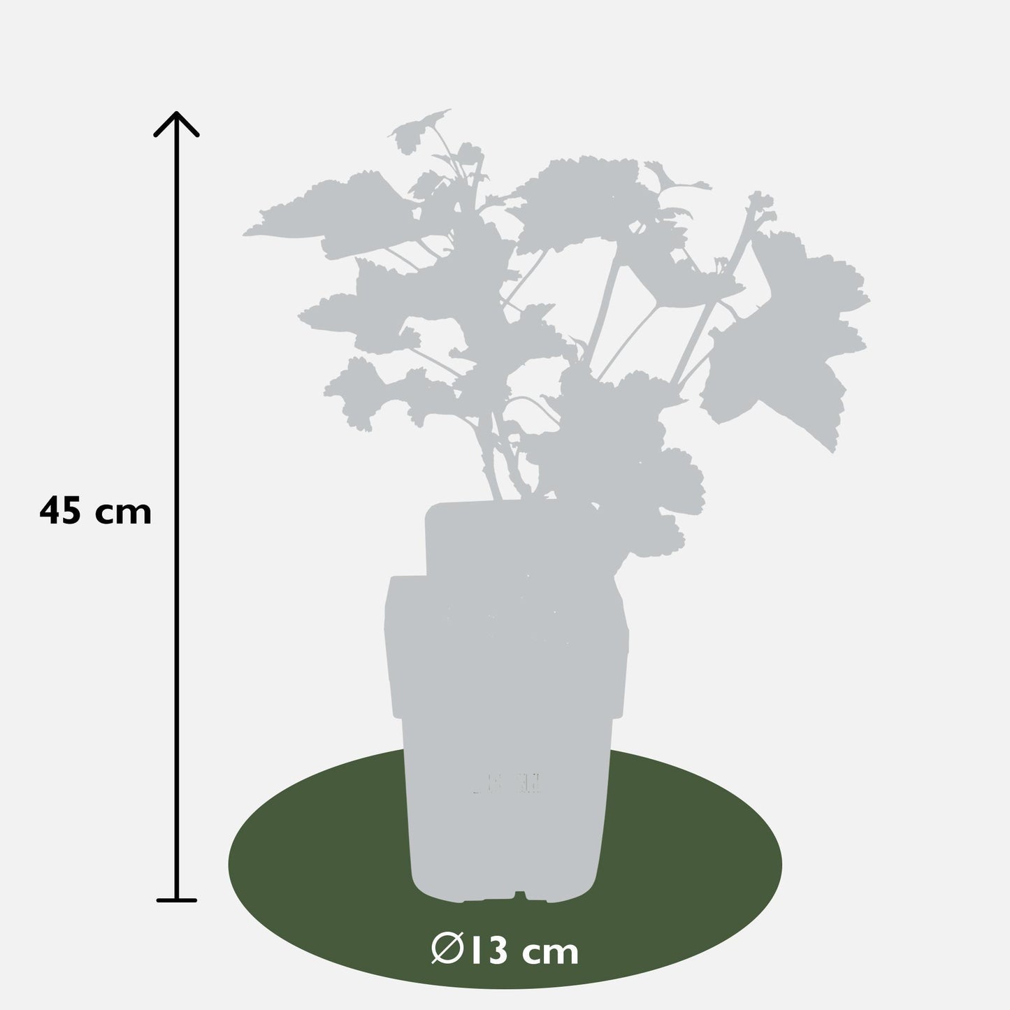 Ribes rubrum 'Jonkheer van Tets' - ↨45cm - Ø13