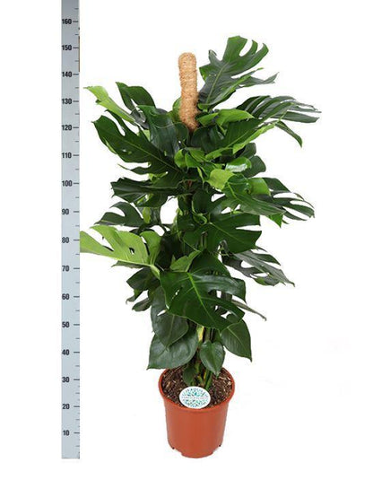 Monstera Deliciosa MOSSTICK Ø27cm ↕150cm i Boule OLIVE potte