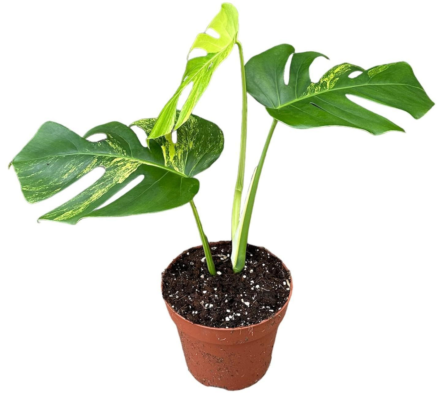 Monstera Deliciosa Aurea - Ø17cm - ↕30cm