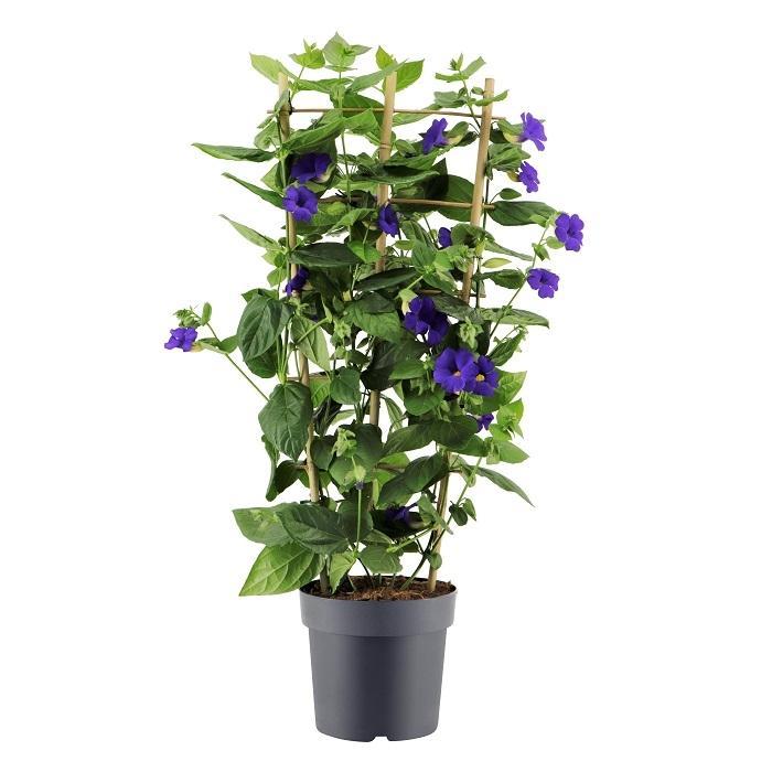 Thunbergia Battiscombei Rack P24 - Ø24cm - ↕100cm