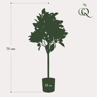 Kunstplanter - Citrus Sinensis - appelsintræ - 75 cm