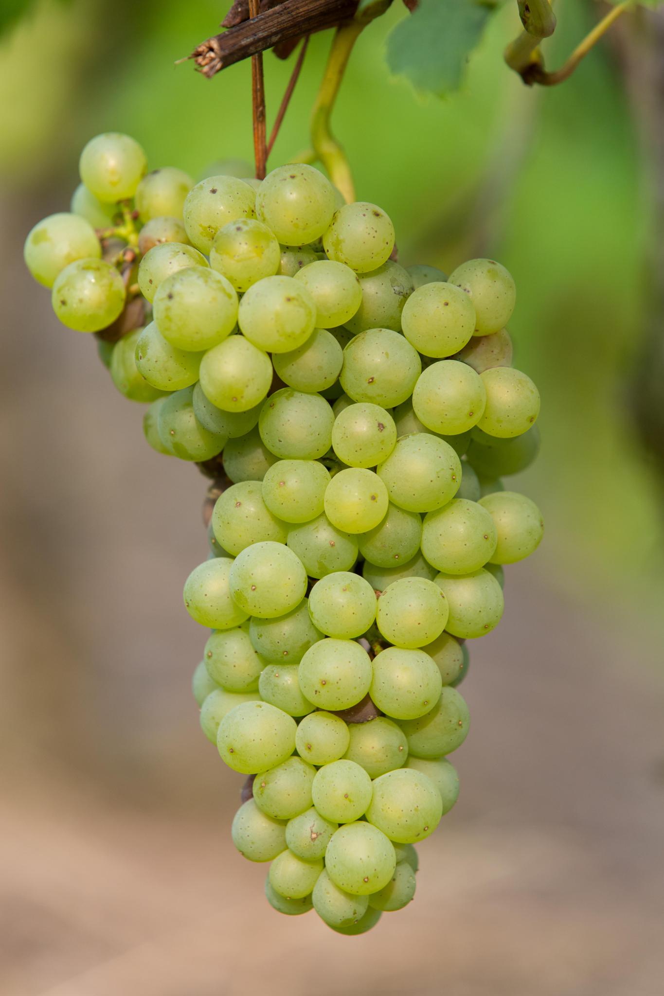 Vitis vinifera 'Johanniter' - ↨45cm - Ø13