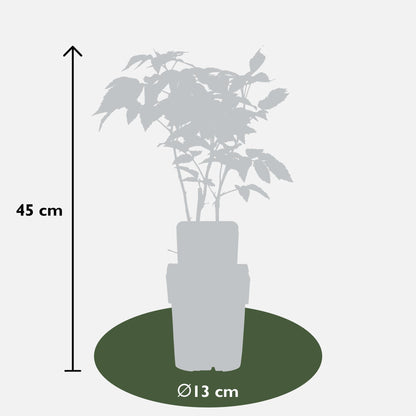 Rubus idaeus 'Malling Promise' - ↨45cm - Ø13