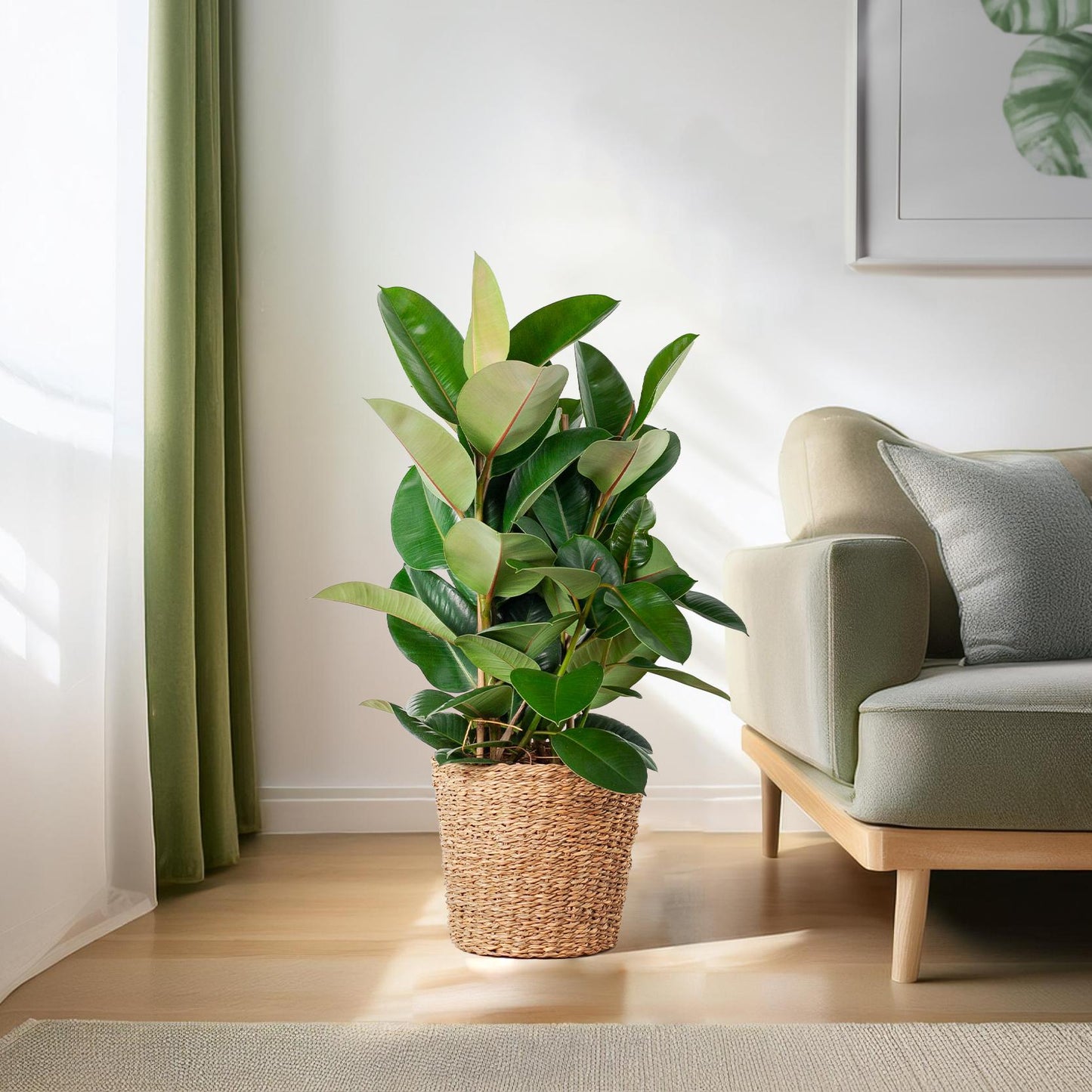 Ficus Elastica Robusta XL med kurv Torun - 90cm - Ø27