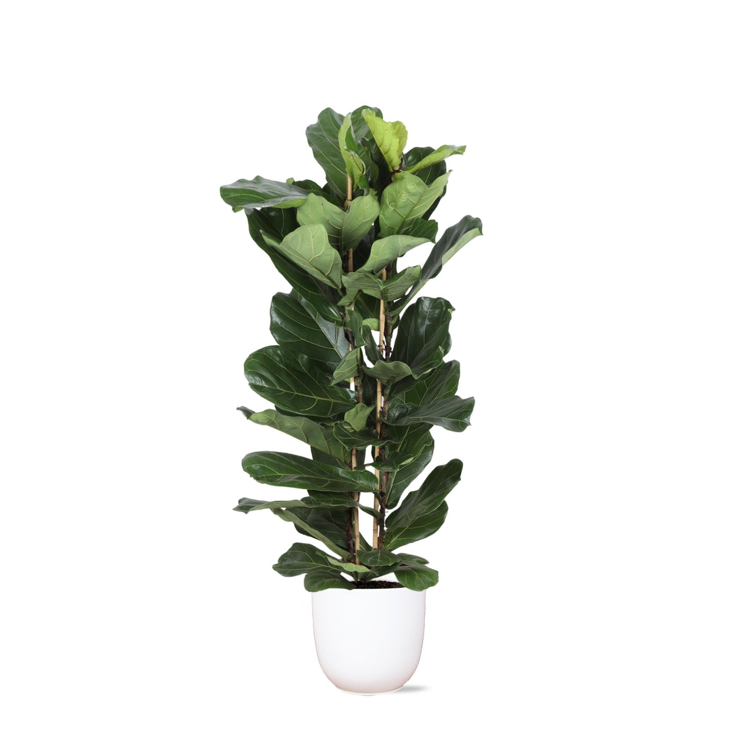 Ficus Lyrata Ø27cm ↕140cm i Boule HVID potte