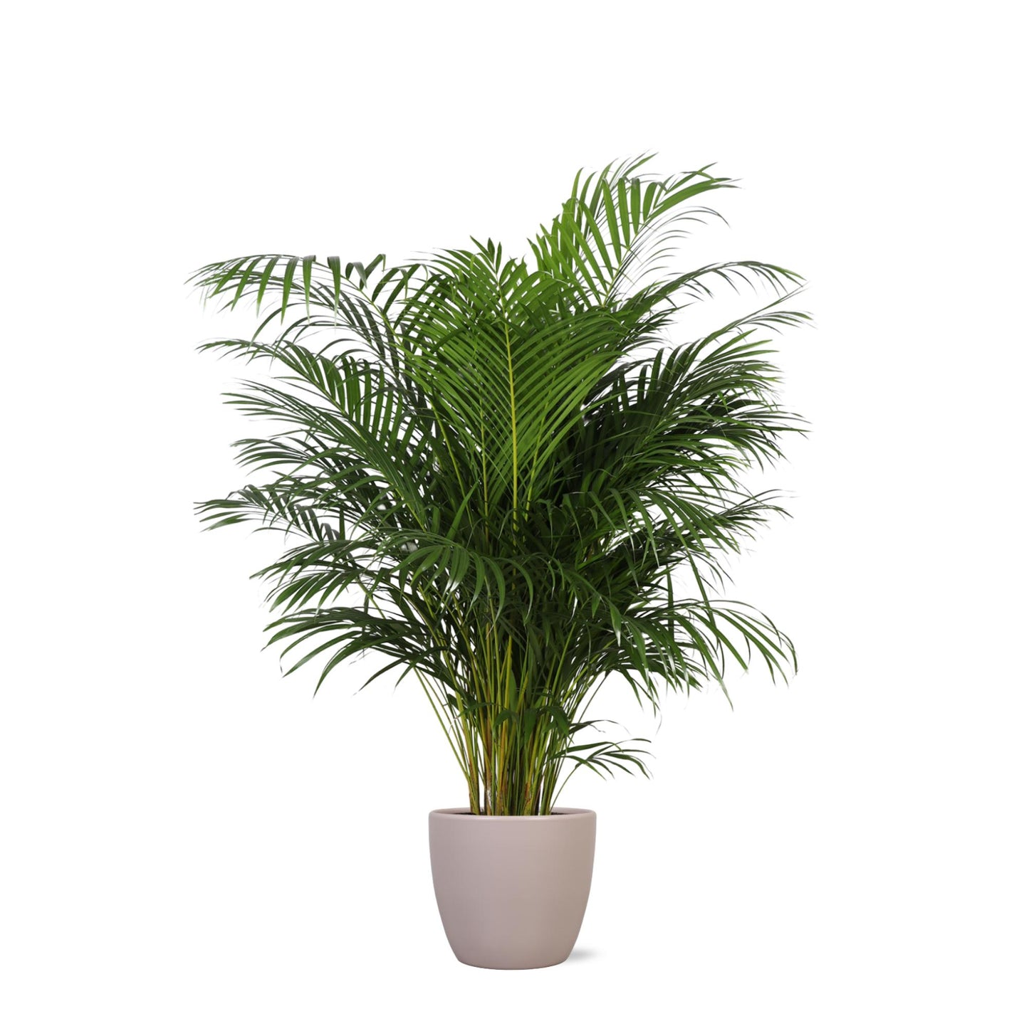 Dypsis Lutescens (Areca Palm) Ø27cm ↕160cm i Boule TAUPE potte