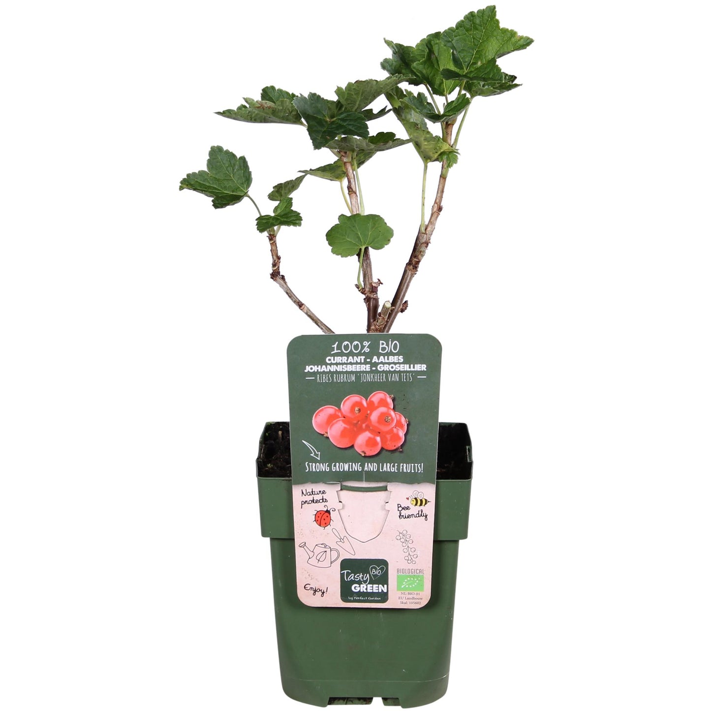 Ribes rubrum 'Jonkheer van Tets' - ↨45cm - Ø13