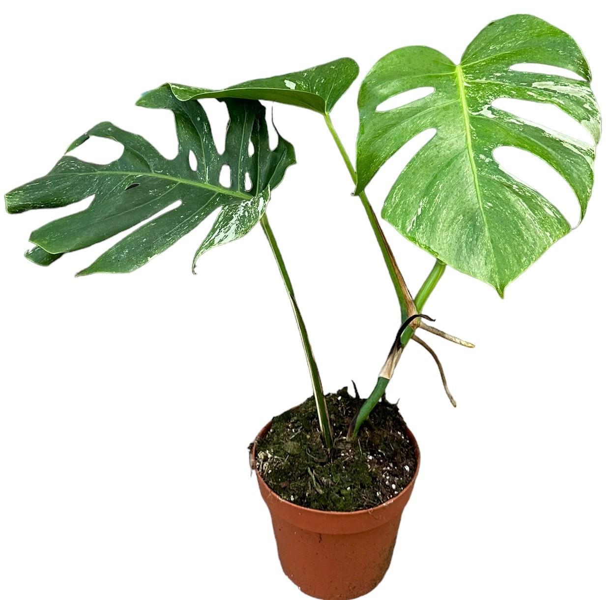 Monstera Deliciosa Variegata - Ø17cm - ↕40cm