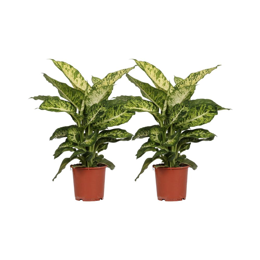 Dieffenbachia Mars - 1+1 fri - Ø17cm - ↕50cm