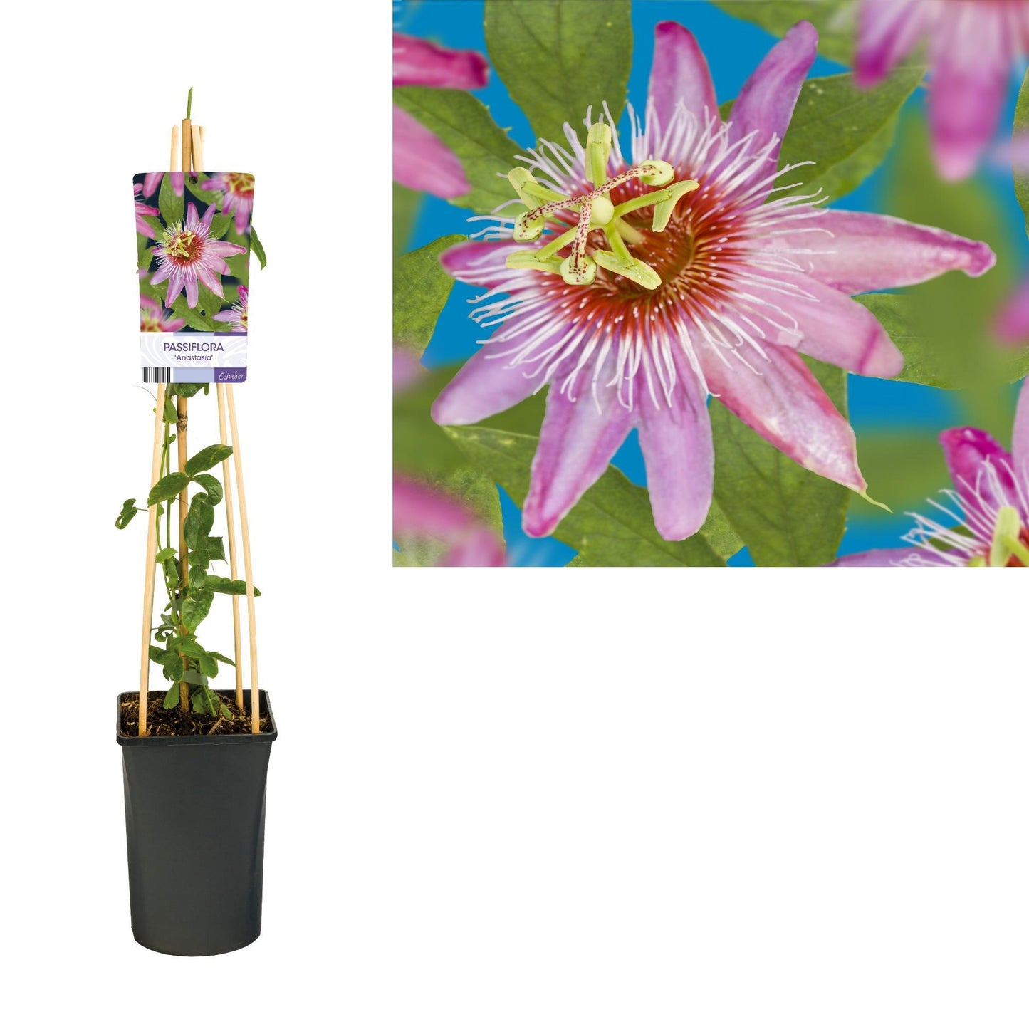 Passiflora 'Anastasia' +light Label - Ø17cm - ↕75cm