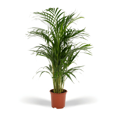 Areca-palmeplante | Areca palm | Plantepragt