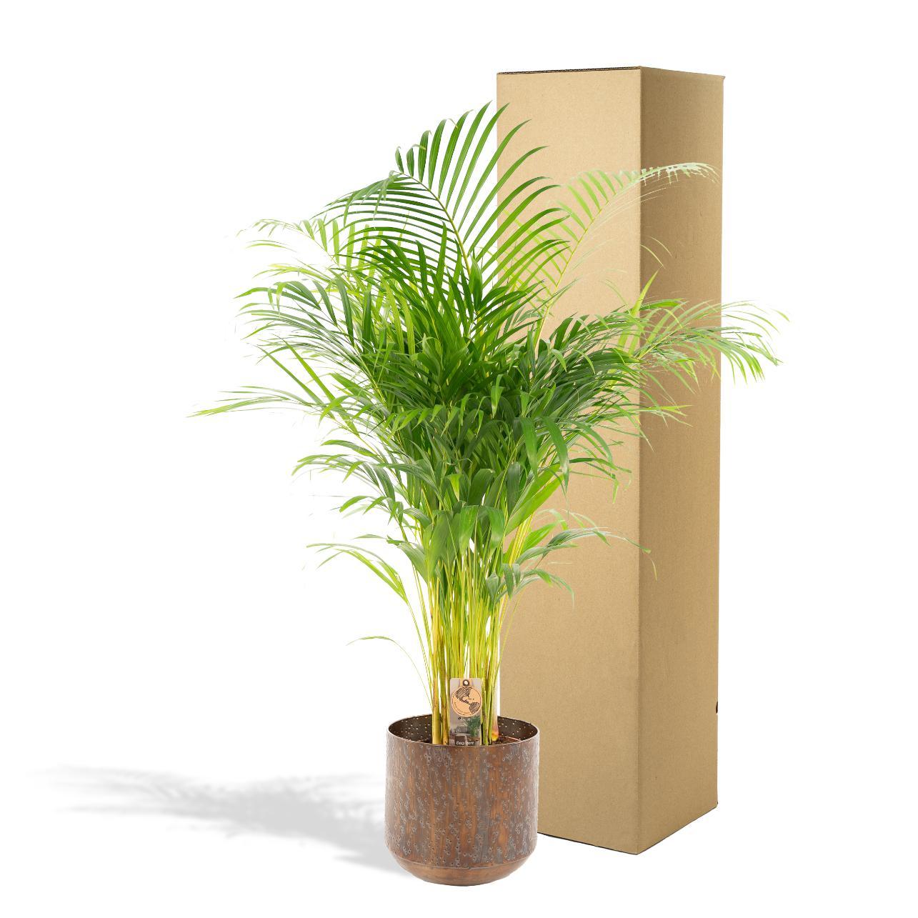 Areca palme med potte - ↨110cm - Ø21cm