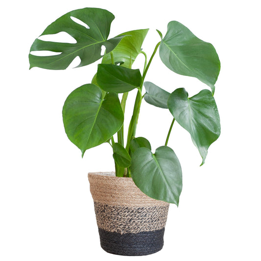 Monstera Deliciosa met Lissabon mand zwart  - 50cm - Ø17