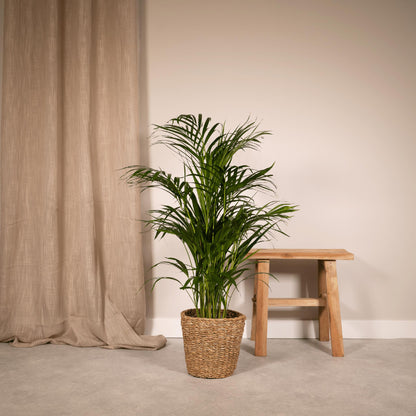 Areca-palmeplante | Areca palm | Plantepragt