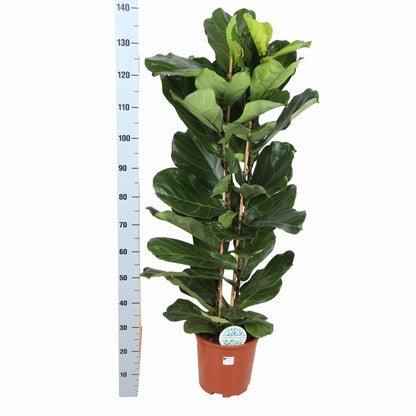 Ficus Lyrata Ø27cm ↕140cm i Boule HVID potte