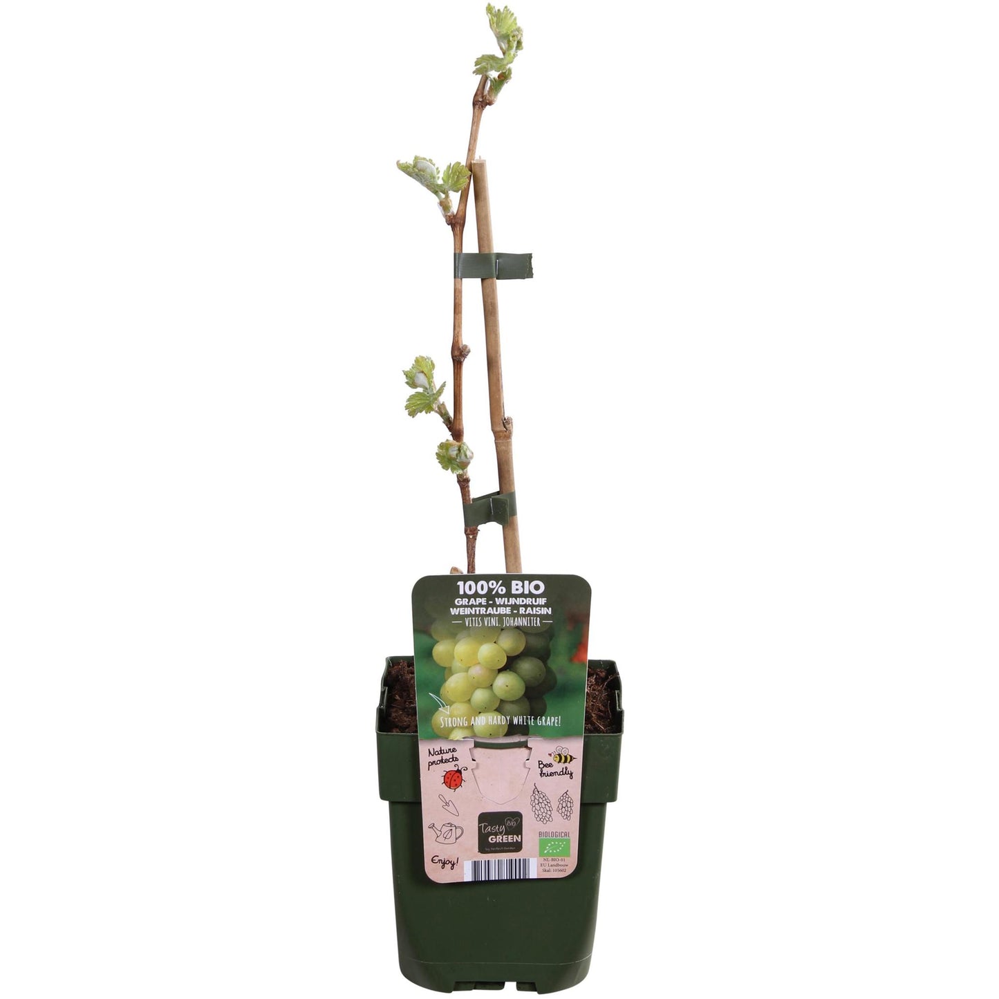 Vitis vinifera 'Johanniter' - ↨45cm - Ø13