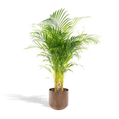 Areca palme med potte - ↨110cm - Ø21cm