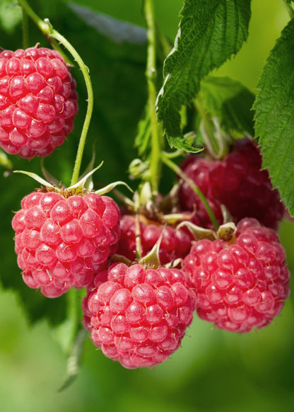 Rubus idaeus 'Malling Promise' - ↨45cm - Ø13