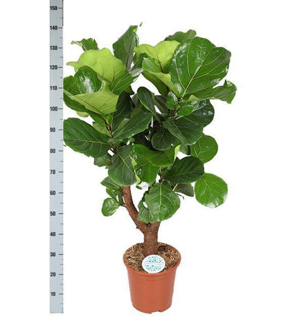 Ficus Lyrata (forgrenet) - Ø27cm - ↕140cm