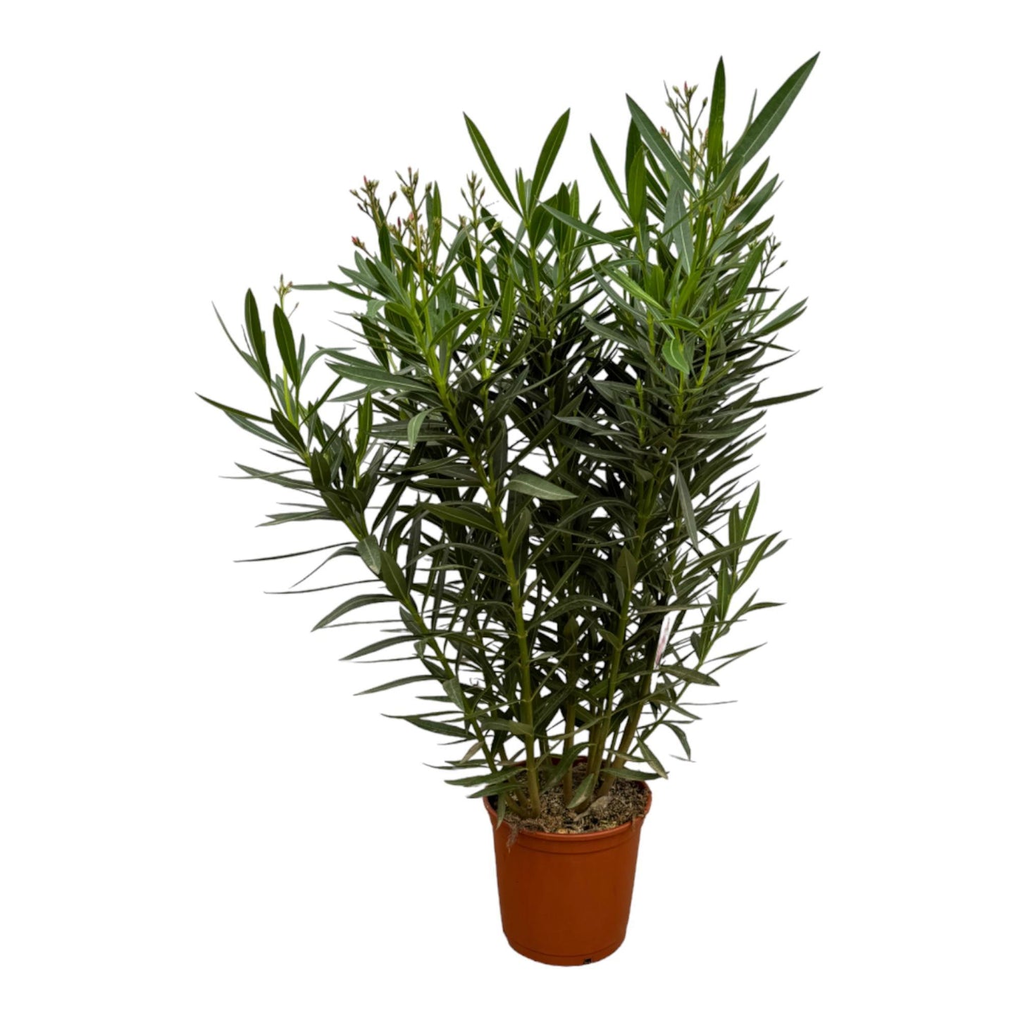 Nerium Oleander busk med lyserød blomst - 110 cm - Ø27cm