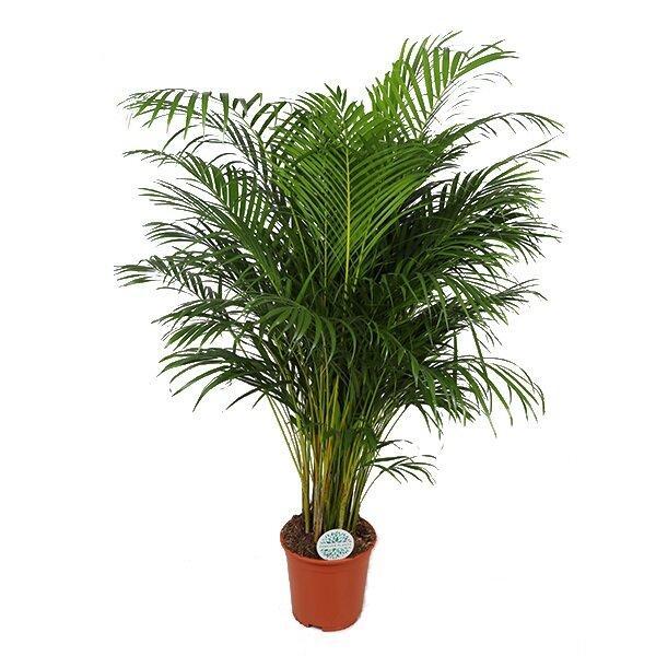 Dypsis Lutescens (Areca Palm) - Ø27cm - ↕160cm