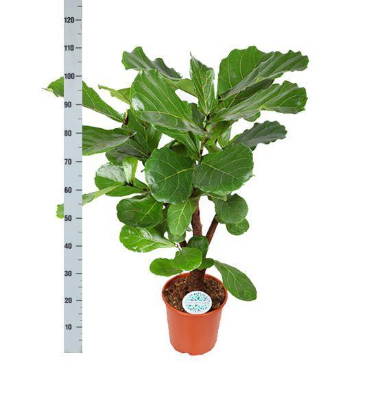 Ficus Lyrata (forgrenet) - Ø24cm - ↕110cm